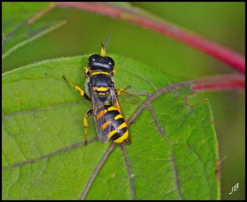 Réf. 189 538 : Ectemnius sp.